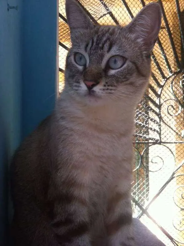 Gato raça SRD idade 1 ano nome Tadashi