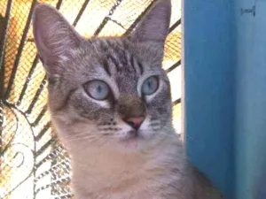 Gato raça SRD idade 1 ano nome Tadashi