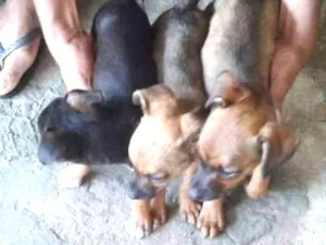 Cachorro raça SRD idade Abaixo de 2 meses nome pretinha,marronzão 