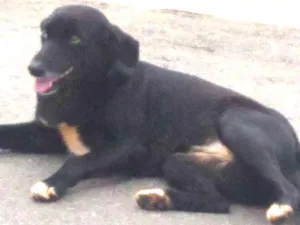 Cachorro raça SRD idade 2 anos nome Bela