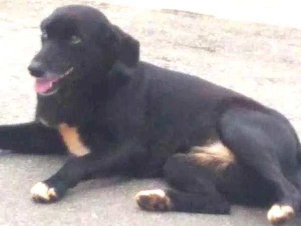 Cachorro ra a SRD idade 2 anos nome Bela