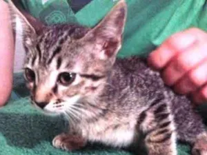 Gato raça SRD idade 2 a 6 meses nome SEM NOMES