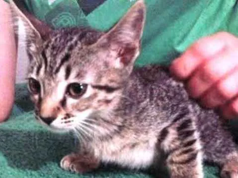 Gato ra a SRD idade 2 a 6 meses nome SEM NOMES