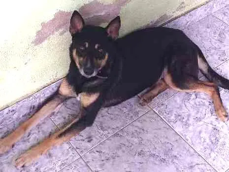 Cachorro ra a Vira lata com pastor alemão idade 5 anos nome Ralf jr