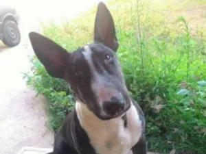 Cachorro raça BULL TERRIER idade 2 anos nome NICOLAU