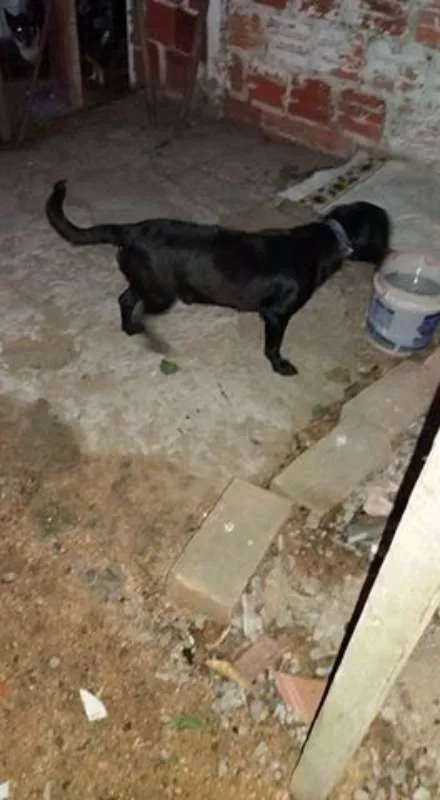 Cachorro ra a SRD idade 7 a 11 meses nome ???