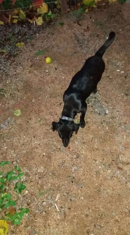 Cachorro ra a SRD idade 7 a 11 meses nome ???