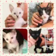 Patota Cats