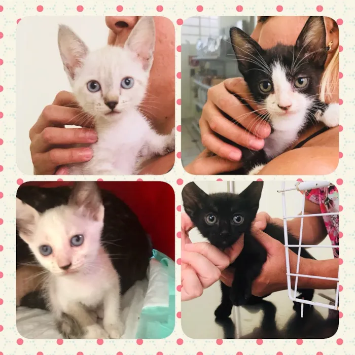 Gato ra a SRD idade Abaixo de 2 meses nome Patota Cats