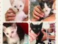 Patota Cats
