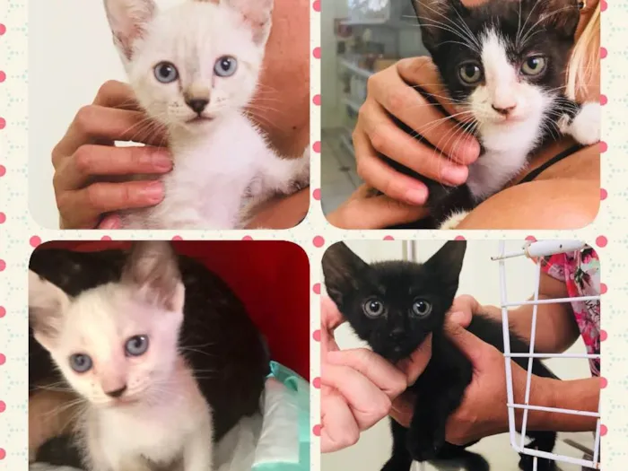 Gato ra a SRD idade Abaixo de 2 meses nome Patota Cats