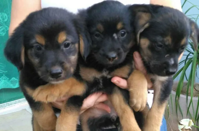 Cachorro ra a vira-lata idade 2 a 6 meses nome ADOTE