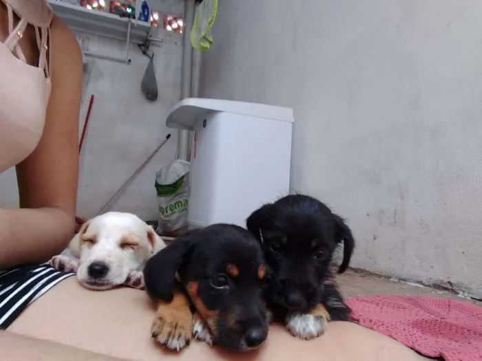 Cachorro raça Sem raça definida idade 2 a 6 meses nome Ainda não possui