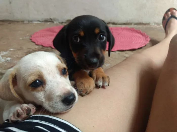 Cachorro raça Sem raça definida idade 2 a 6 meses nome Ainda não possui