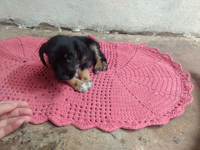 Cachorro raça Sem raça definida idade 2 a 6 meses nome Ainda não possui
