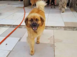 Cachorro raça SRD idade 2 anos nome Peluda