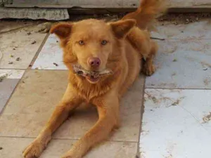 Cachorro raça SRD idade 1 ano nome Marrom