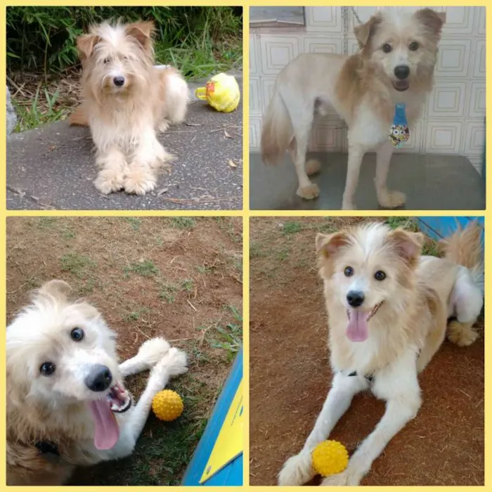 Cachorro ra a SRD idade 1 ano nome Bob