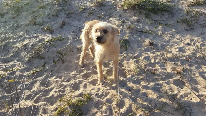 Cachorro ra a SRD idade 2 anos nome Raposa