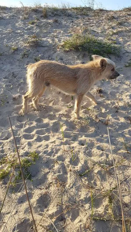 Cachorro ra a SRD idade 2 anos nome Raposa