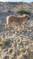 Raposa