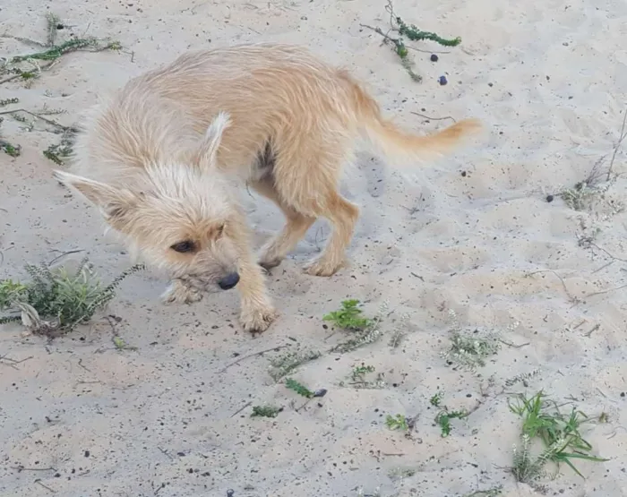 Cachorro ra a SRD idade 2 anos nome Raposa