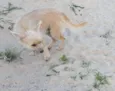 Raposa