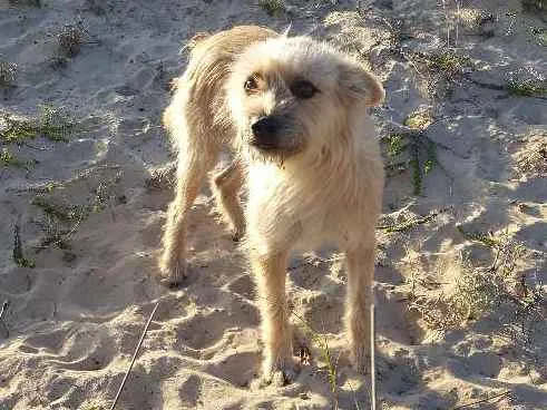 Cachorro ra a SRD idade 2 anos nome Raposa