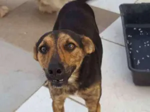 Cachorro raça SRD idade 2 anos nome Pretinho