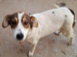 Cachorro raça SRD idade 1 ano nome Bolinha