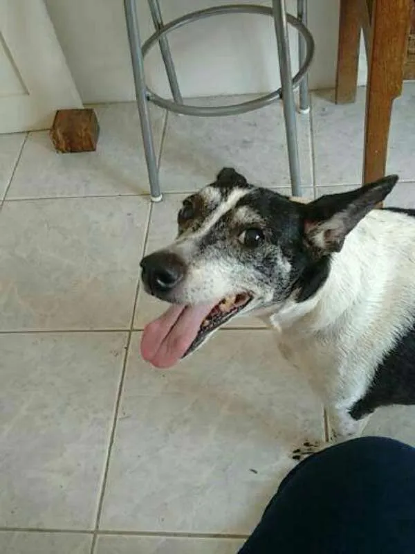 Cachorro ra a srd idade 6 ou mais anos nome Vivi