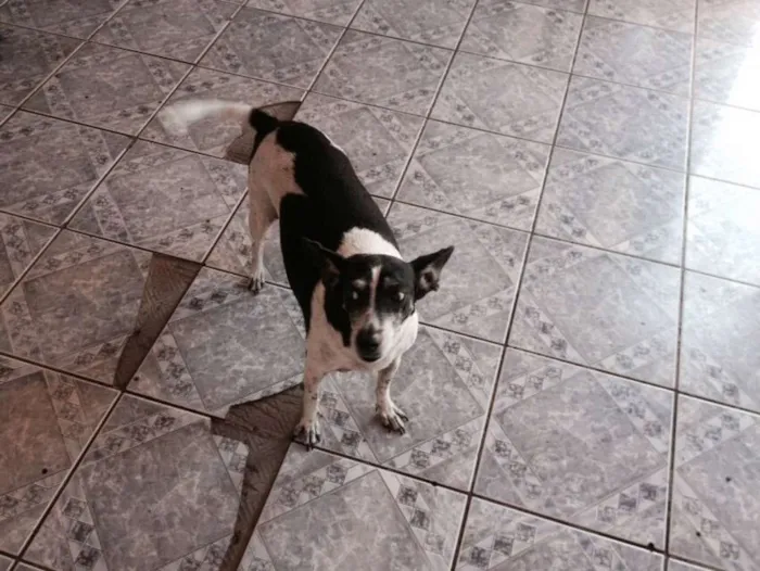 Cachorro ra a srd idade 6 ou mais anos nome Vivi