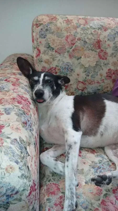 Cachorro ra a srd idade 6 ou mais anos nome Vivi