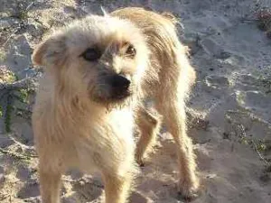 Cachorro raça SRD idade 2 anos nome Raposa