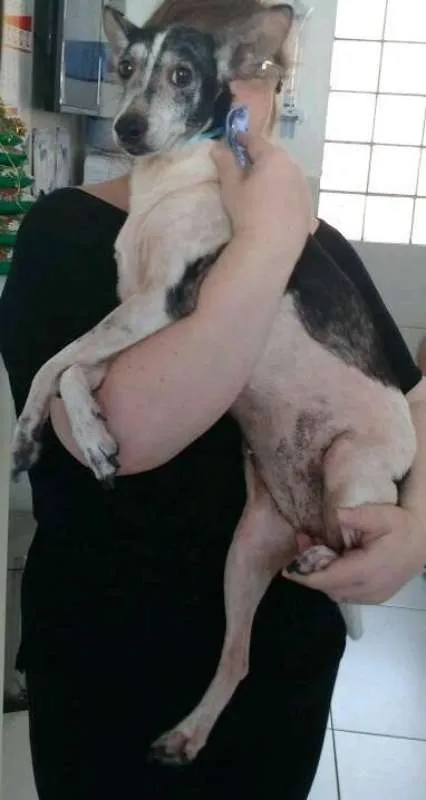 Cachorro ra a srd idade 6 ou mais anos nome Vivi