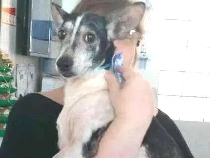Cachorro ra a srd idade 6 ou mais anos nome Vivi
