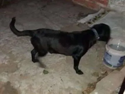 Cachorro ra a SRD idade 7 a 11 meses nome ???