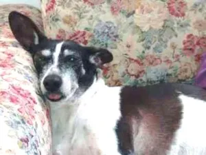 Cachorro raça srd idade 6 ou mais anos nome Vivi