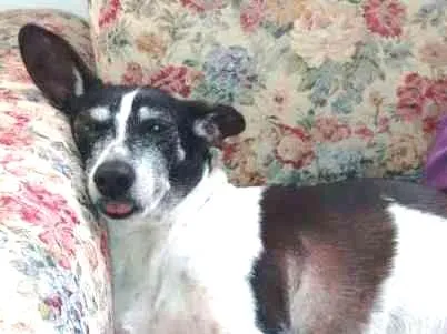Cachorro ra a srd idade 6 ou mais anos nome Vivi