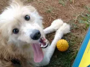 Cachorro ra a SRD idade 1 ano nome Bob
