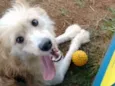 Bob