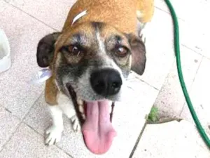 Cachorro raça SRD idade 2 anos nome Jurema
