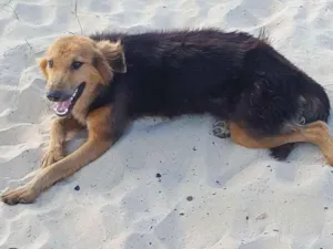 Cachorro raça SRD idade 2 anos nome Glória