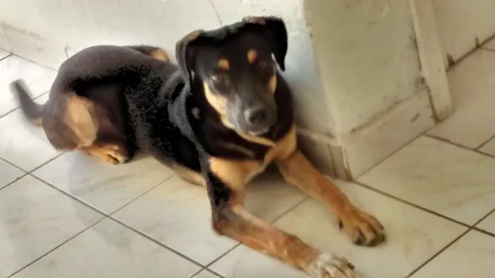 Cachorro ra a VIRA LATA idade 1 ano nome TOBY