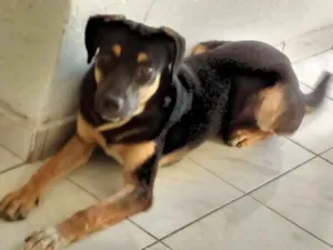 Cachorro raça VIRA LATA idade 1 ano nome TOBY