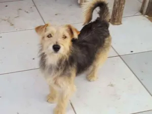 Cachorro raça SRD idade 1 ano nome Estopinha
