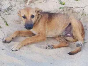 Cachorro raça SRD idade 1 ano nome Bebê
