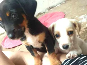 Cachorro raça Sem raça definida idade 2 a 6 meses nome Ainda não possui