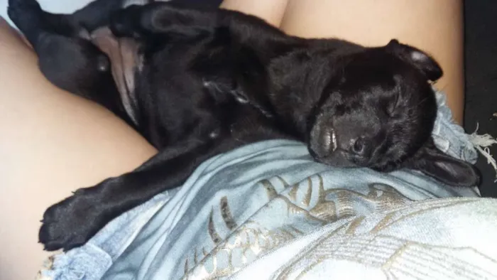 Cachorro ra a Sem raça definida  idade 2 a 6 meses nome Azeitona e pepita