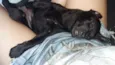 Azeitona e pepita